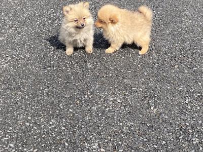 Pomeranian puppies in Wexford