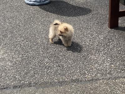 Pomeranian puppies in Wexford