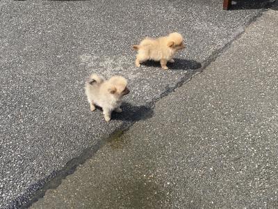 Pomeranian puppies in Wexford