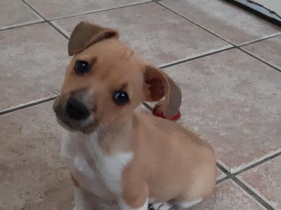 Jack Russell puppies in Carlow