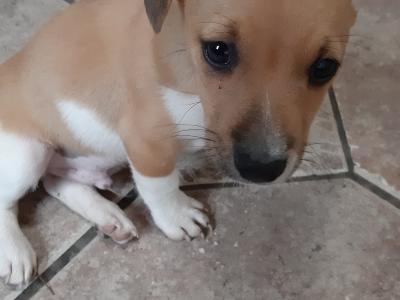 Jack Russell puppies in Carlow
