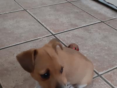 Jack Russell puppies in Carlow