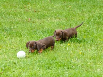 Pra Cord 1 Clear, IKC Registered, Miniature Smooth Dachshund puppies .