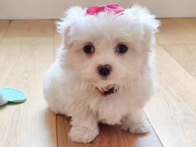 Miniature Maltese Pedigree girl boy House Trained