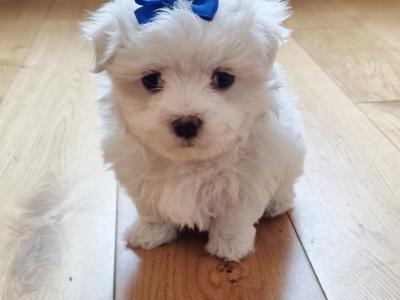 Miniature Maltese Pedigree girl boy House Trained