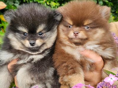 Quality Miniature IKC Registered(pending) 🇮🇪Pomeranian puppies 🐶 in Laois