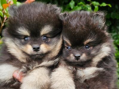 Quality Miniature IKC Registered(pending) 🇮🇪Pomeranian puppies 🐶 in Laois