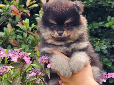 Quality Miniature IKC Registered(pending) 🇮🇪Pomeranian puppies 🐶 in Laois
