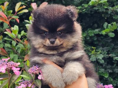 Quality Miniature IKC Registered Pomeranian puppies 🐶 in Laois