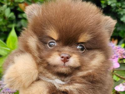 Quality Miniature IKC Registered(pending) 🇮🇪Pomeranian puppies 🐶 in Laois