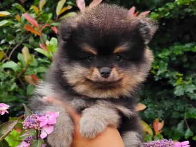 Quality Miniature IKC Registered(pending) 🇮🇪Pomeranian puppies 🐶 in Laois