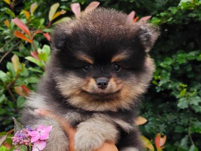 Quality Miniature IKC Registered 🇮🇪Pomeranian puppies 🐶 in Laois