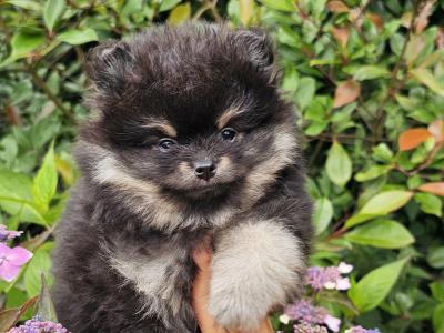 Quality Miniature IKC Registered(pending) 🇮🇪Pomeranian puppies 🐶 in Laois