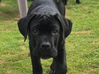 Purebred IKC Registered Cane Corso puppies in Wexford