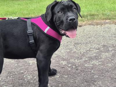 Purebred IKC Registered Cane Corso puppies in Wexford