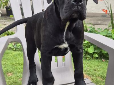 Purebred IKC Registered Cane Corso puppies in Wexford