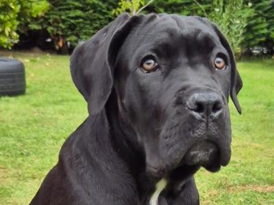 Purebred IKC Registered Cane Corso puppies in Wexford- Only ONE left
