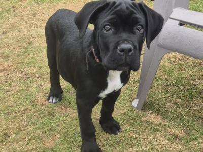 Purebred IKC Registered Cane Corso puppies in Wexford