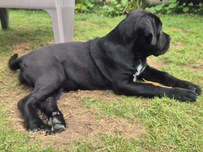 Purebred IKC Registered Cane Corso puppies in Wexford