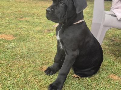 Purebred IKC Registered Cane Corso puppies in Wexford