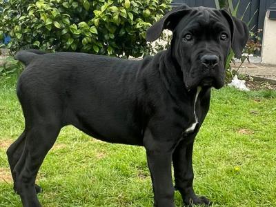 Purebred IKC Registered Cane Corso puppies in Wexford- Only ONE left