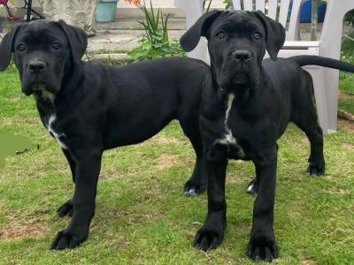 Purebred IKC Registered Cane Corso puppies in Wexford