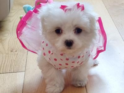 Miniature Maltese Pedigree girl boy House Trained