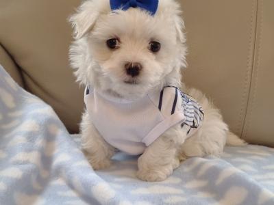 Miniature Maltese Pedigree girl boy House Trained