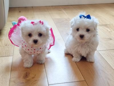 Miniature Maltese Pedigree girl boy House Trained