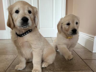 Purebred Golden Retriever puppies 🌟 in Waterford