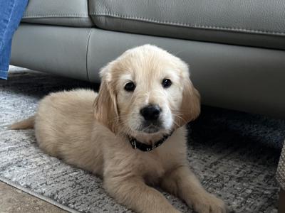 Purebred Golden Retriever puppies 🌟 in Waterford