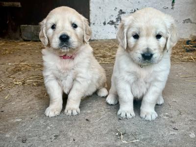 Purebred Golden Retriever puppies 🌟 in Waterford