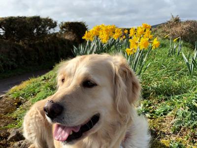 Purebred Golden Retriever puppies 🌟 in Waterford