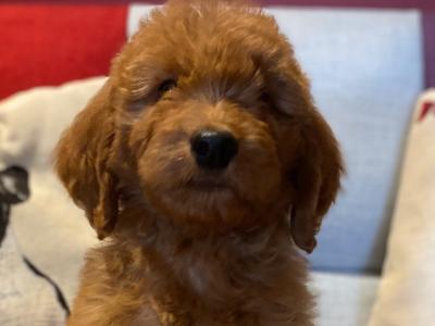 Goldendoodle puppies in Carlow