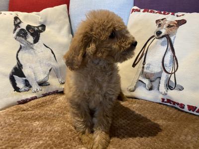 Goldendoodle puppies in Carlow