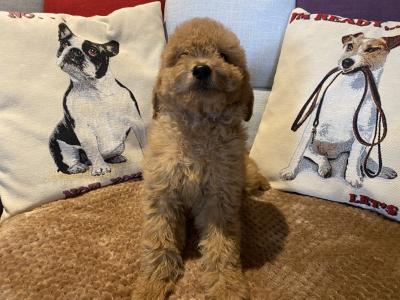 Goldendoodle puppies in Carlow