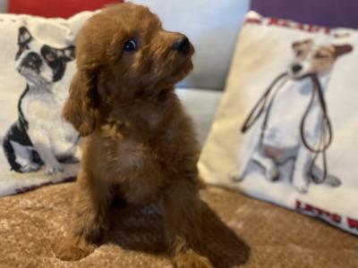 Goldendoodle puppies in Carlow