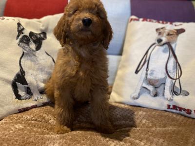 Goldendoodle puppies in Carlow