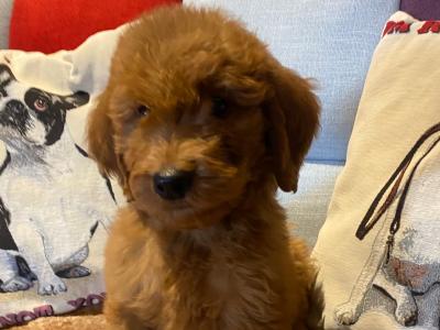 Goldendoodle puppies in Carlow