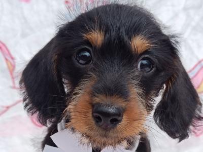 Beautiful female miniature 3/4 Dachshund puppy available in Cavan