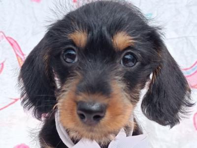 Beautiful female miniature 3/4 Dachshund puppy available in Cavan