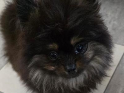 IKC Regisetred Pomeranian puppies in Dublin
