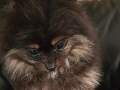 IKC Regisetred Pomeranian puppies in Dublin