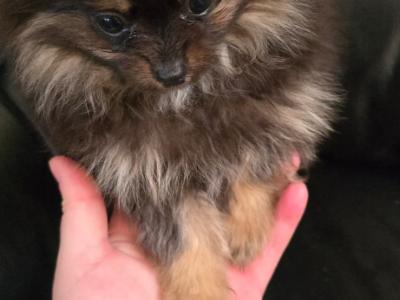 IKC Regisetred Pomeranian puppies in Dublin