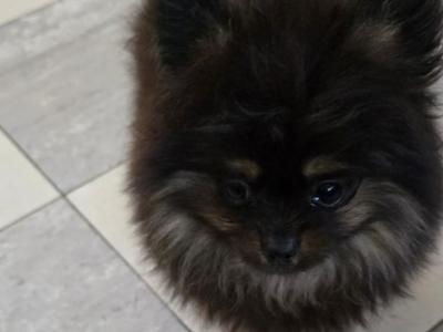 IKC Regisetred Pomeranian puppies in Dublin