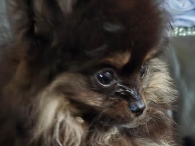 IKC Regisetred Pomeranian puppies in Dublin