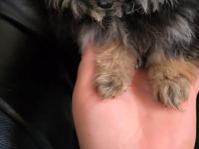 IKC Regisetred Pomeranian puppies in Dublin