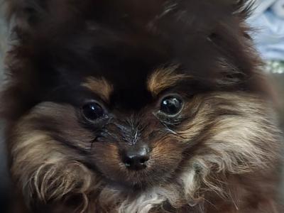 IKC Regisetred Pomeranian puppies in Dublin