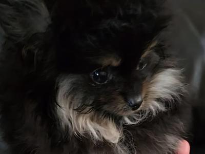 IKC Regisetred Pomeranian puppies in Dublin