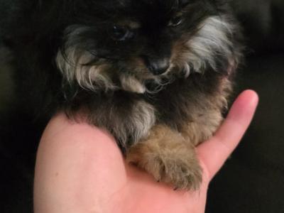 IKC Regisetred Pomeranian puppies in Dublin